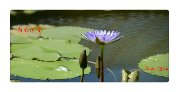 莲花池简谱_北京莲花池公园