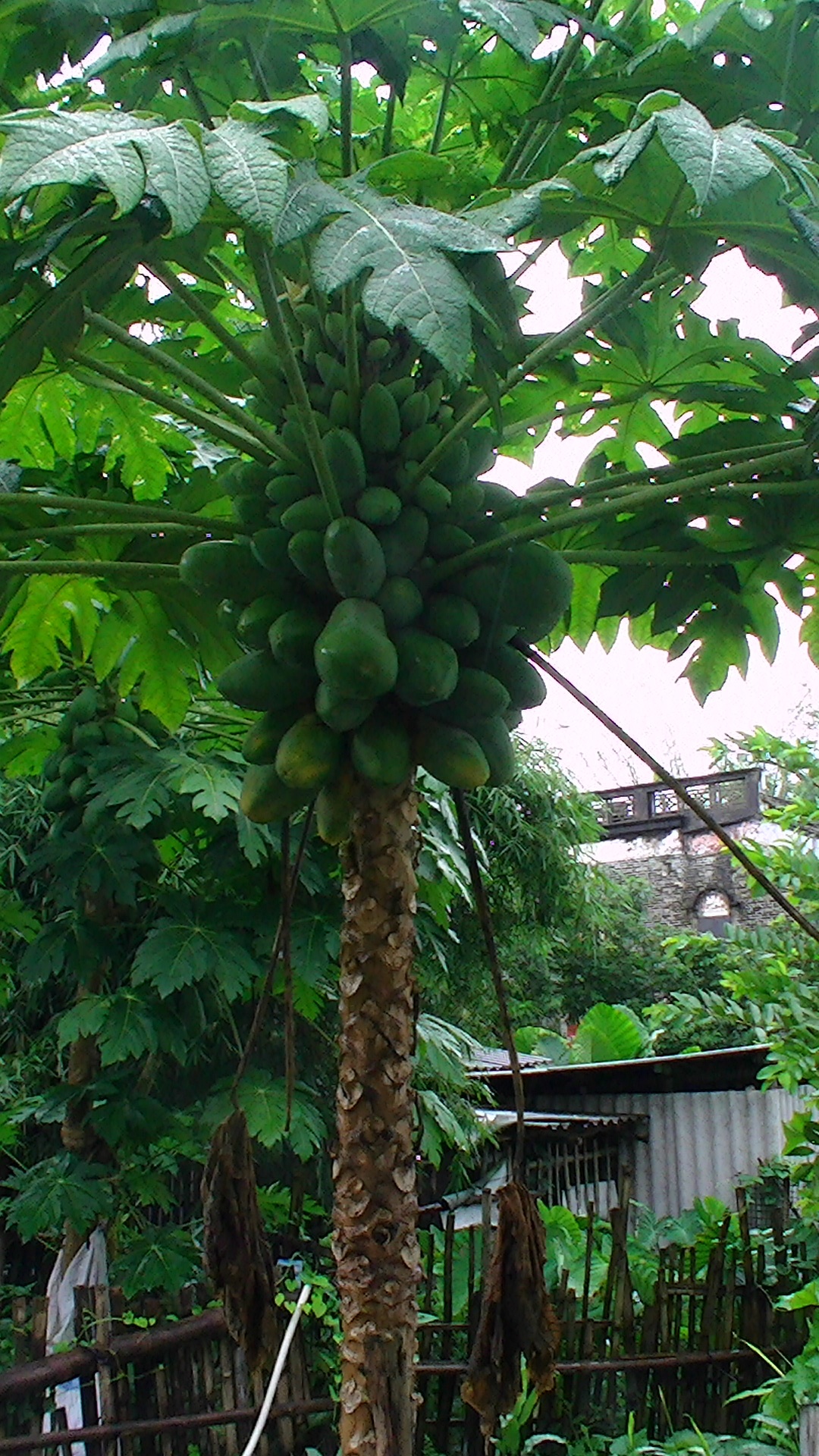 wKgB4lJ0iIiAFlAVAAudlxReBv004.jpeg?imageView2%2F2%2Fw%2F600%2Fh%2F600%2Fq%2F90