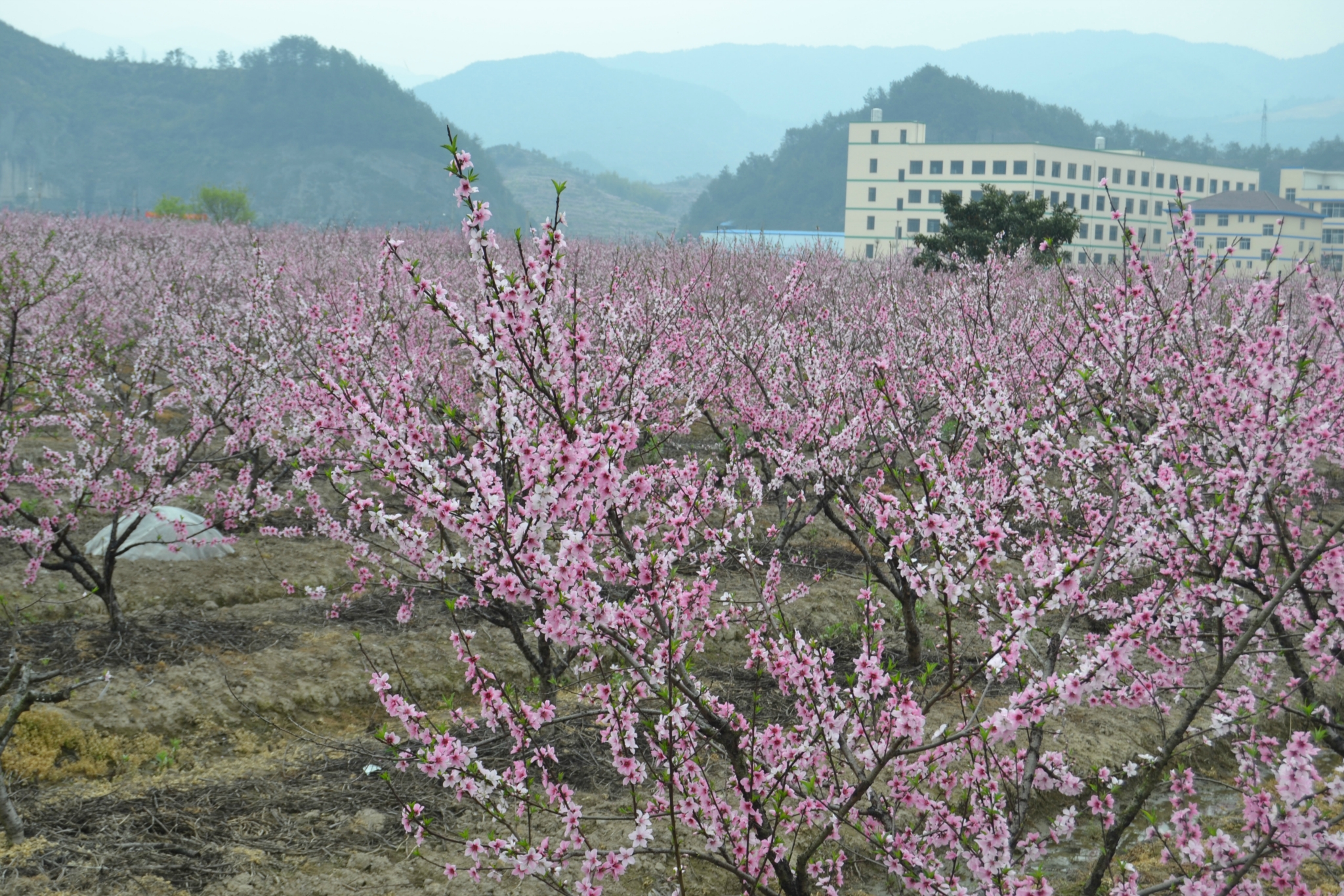 丽水市缙云县壶镇镇有多少人口_浙江省丽水市缙云县