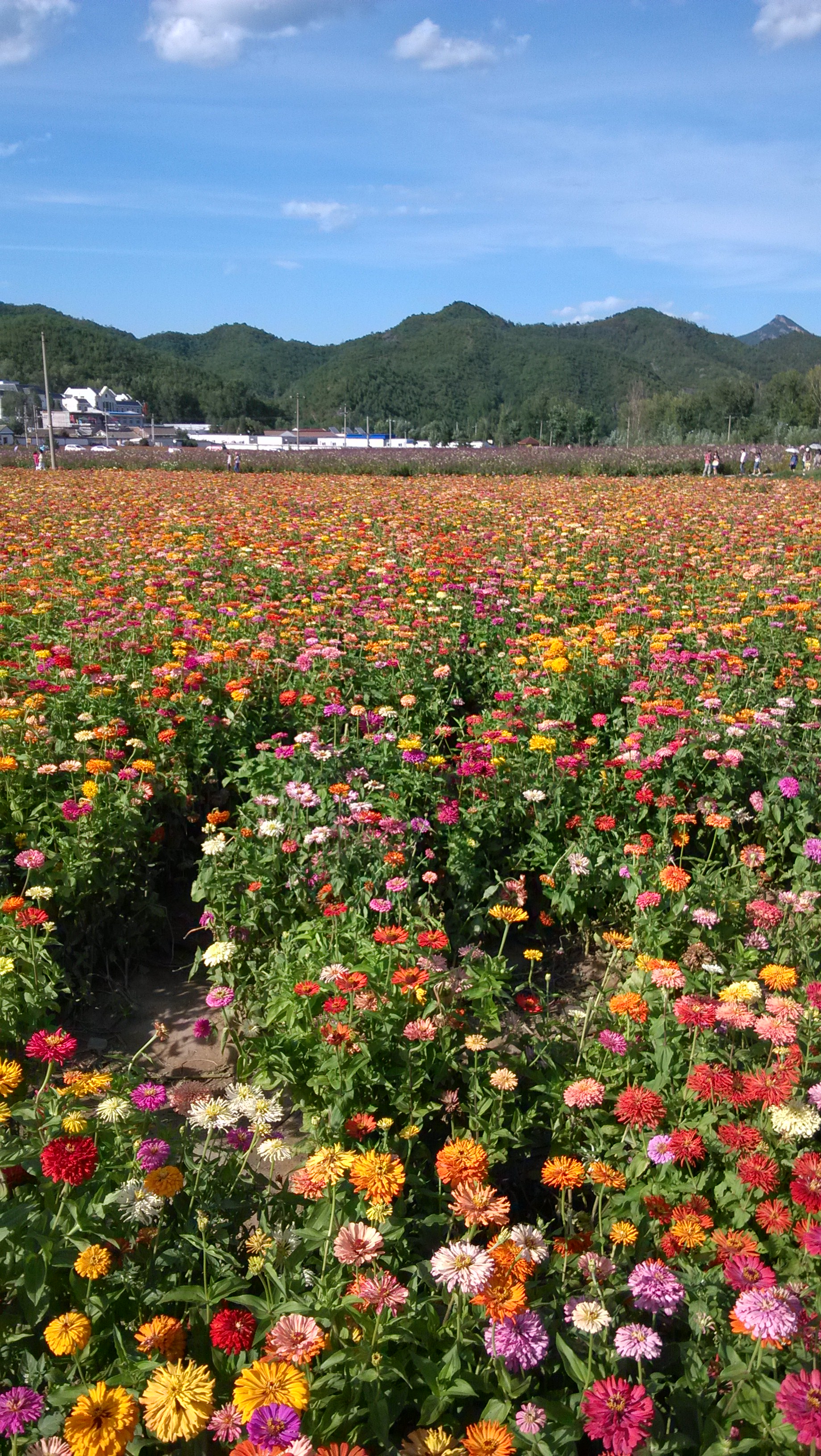 四季花海,盛开正旺 当季京郊周末游