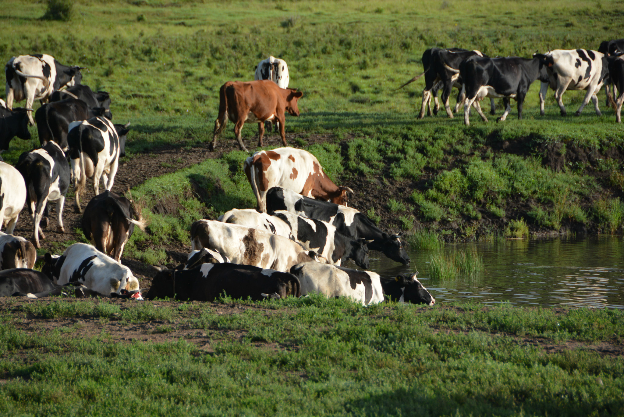 梦境奇缘，黑猪与小花牛的圈中交响曲