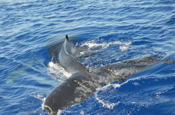 鲸鱼喷水是什么样的 wKgB6lSBFAWAW9A0AA3vLLpdgz055.jpeg?imageView2%2F2%2Fw%2F600%2Fh%2F600%2Fq%2F90