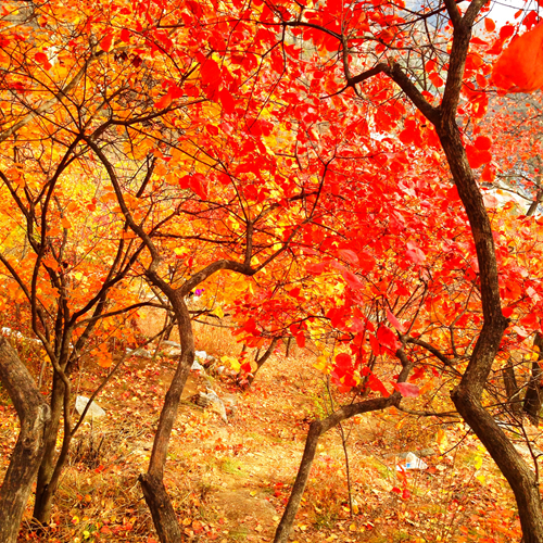 北京秋天最值得去的8个地方 10-11月最美！
