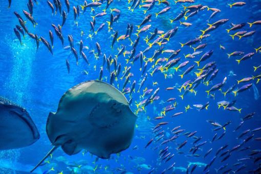 【春节预售】杭州直飞日本冲绳4天3晚\/5天4晚