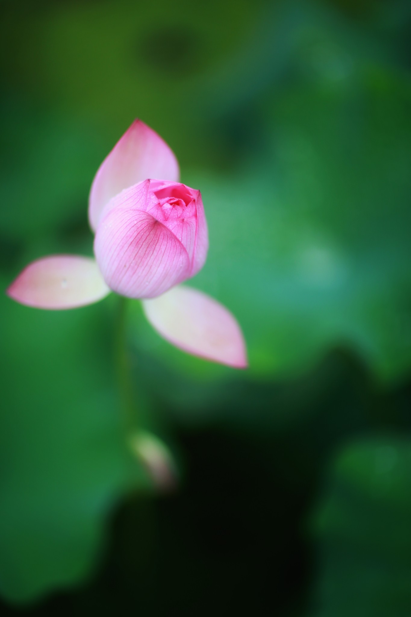 山重水路疑无路柳暗花明又一村猜成语(2)