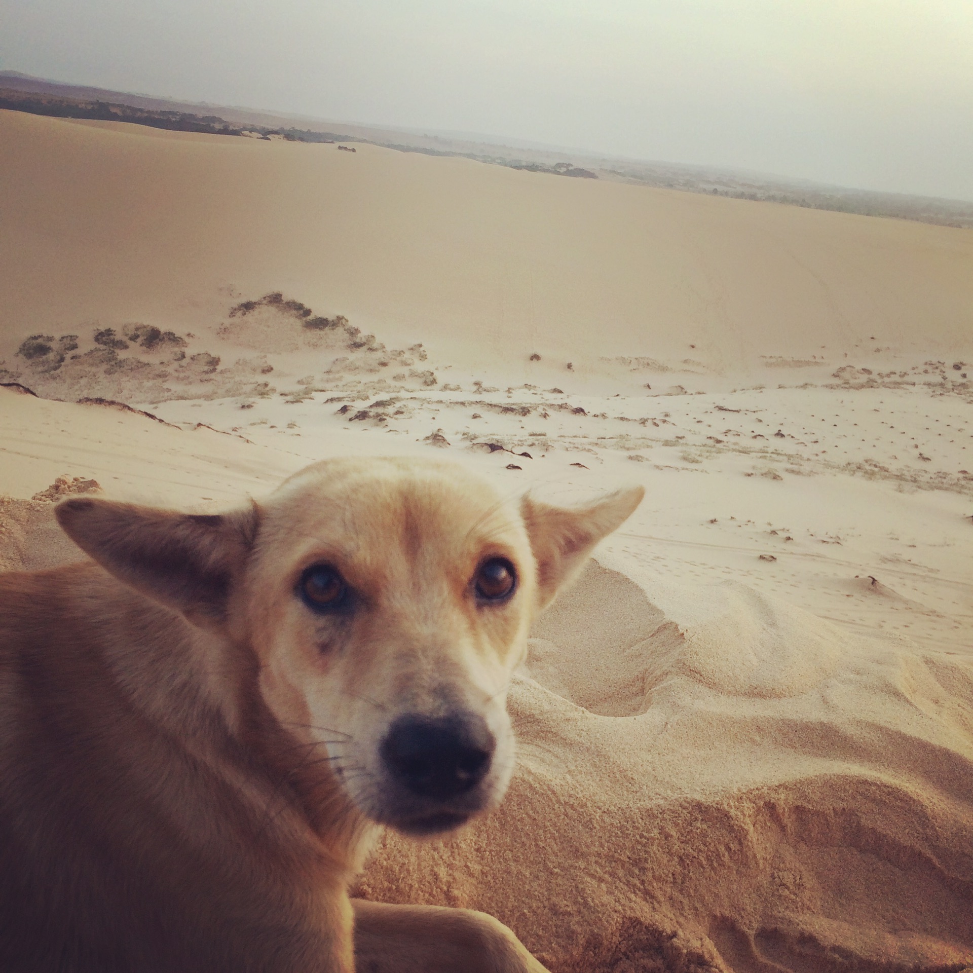 沙漠里面的狗狗