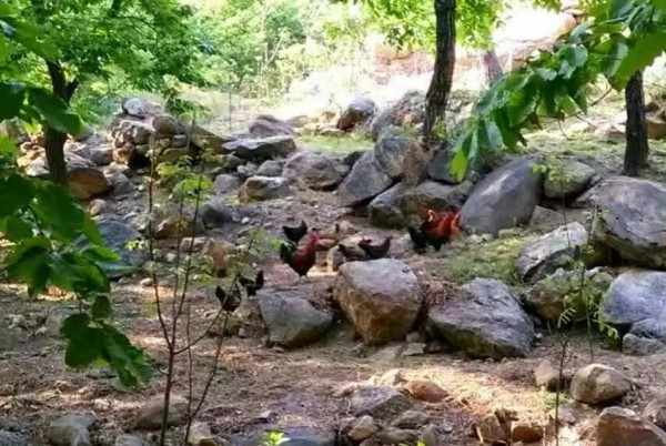 费县黑山游玩攻略,费县黑山羊全羊馆怎么样
