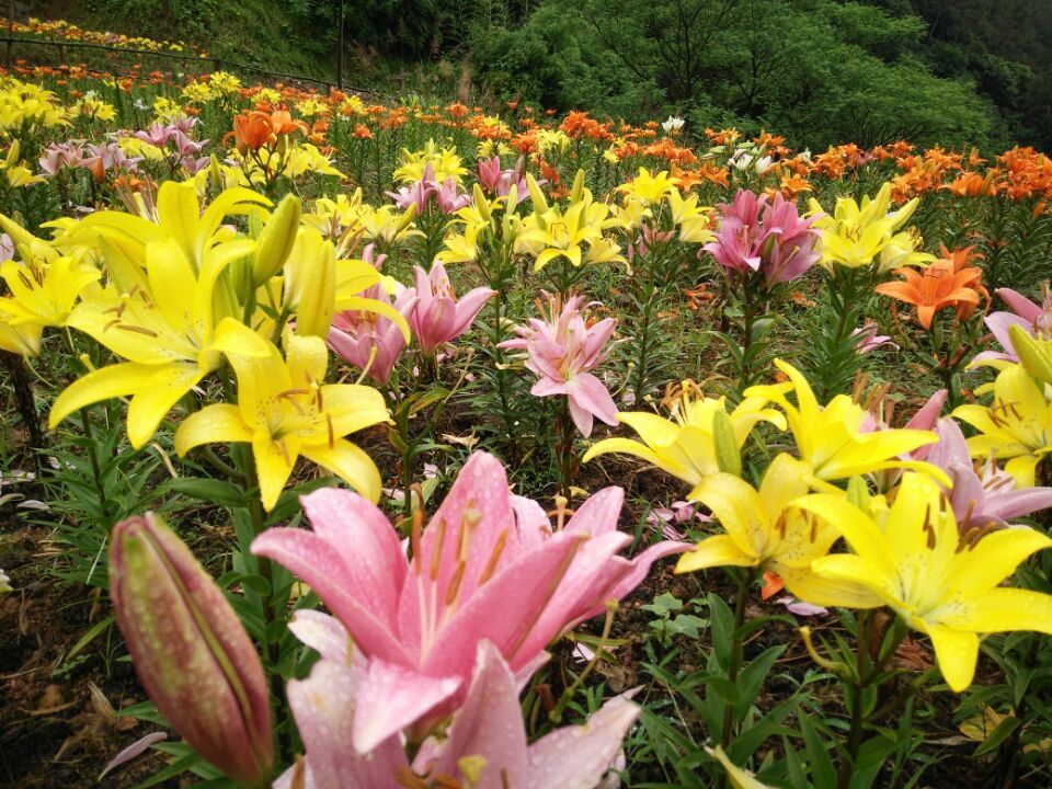 浙江省莲都桐岭岗骑士农庄赏百合花