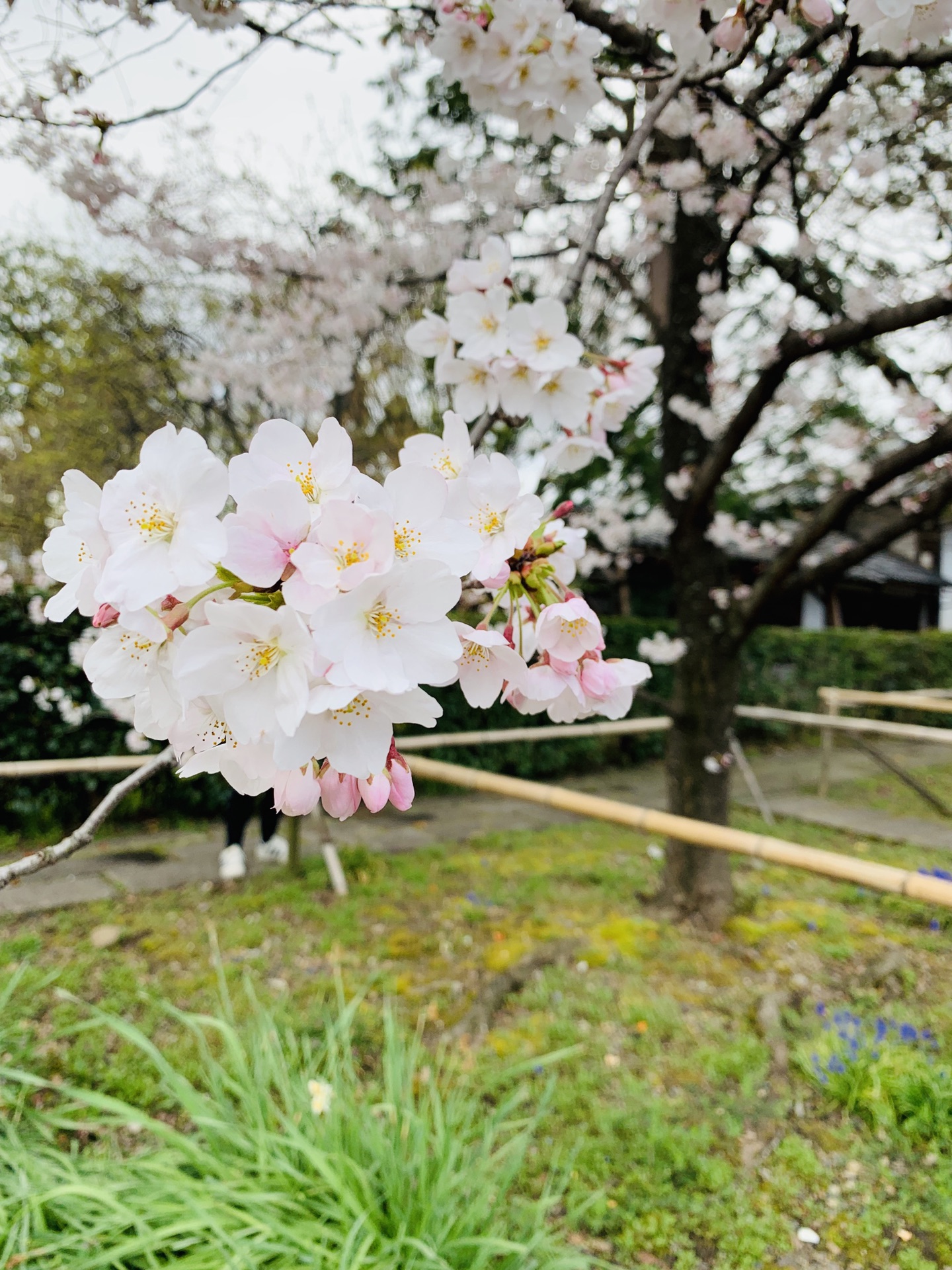 京都自助遊攻略