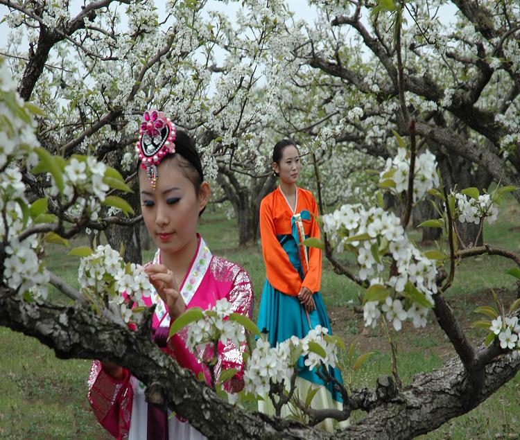 4月青海贵德最美梨花节,天下黄河,水车广场,开始招募人啦!