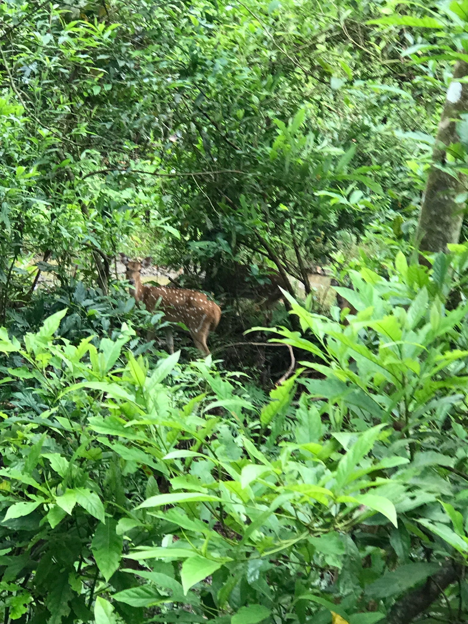 尼泊爾自助遊攻略