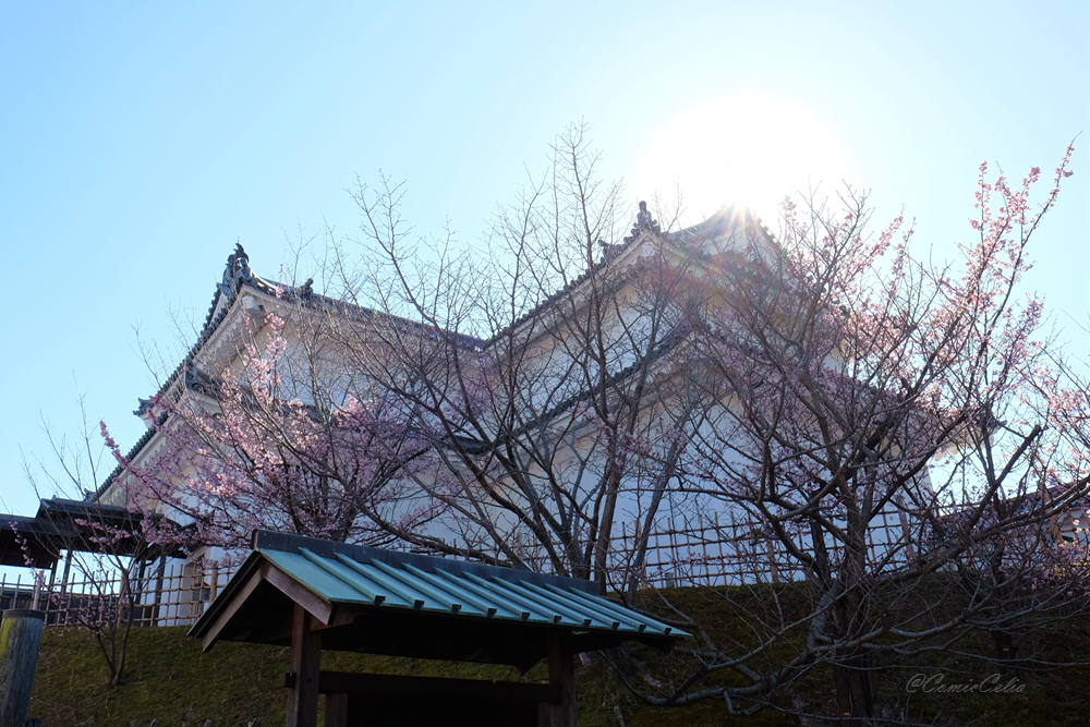 富士山自助遊攻略