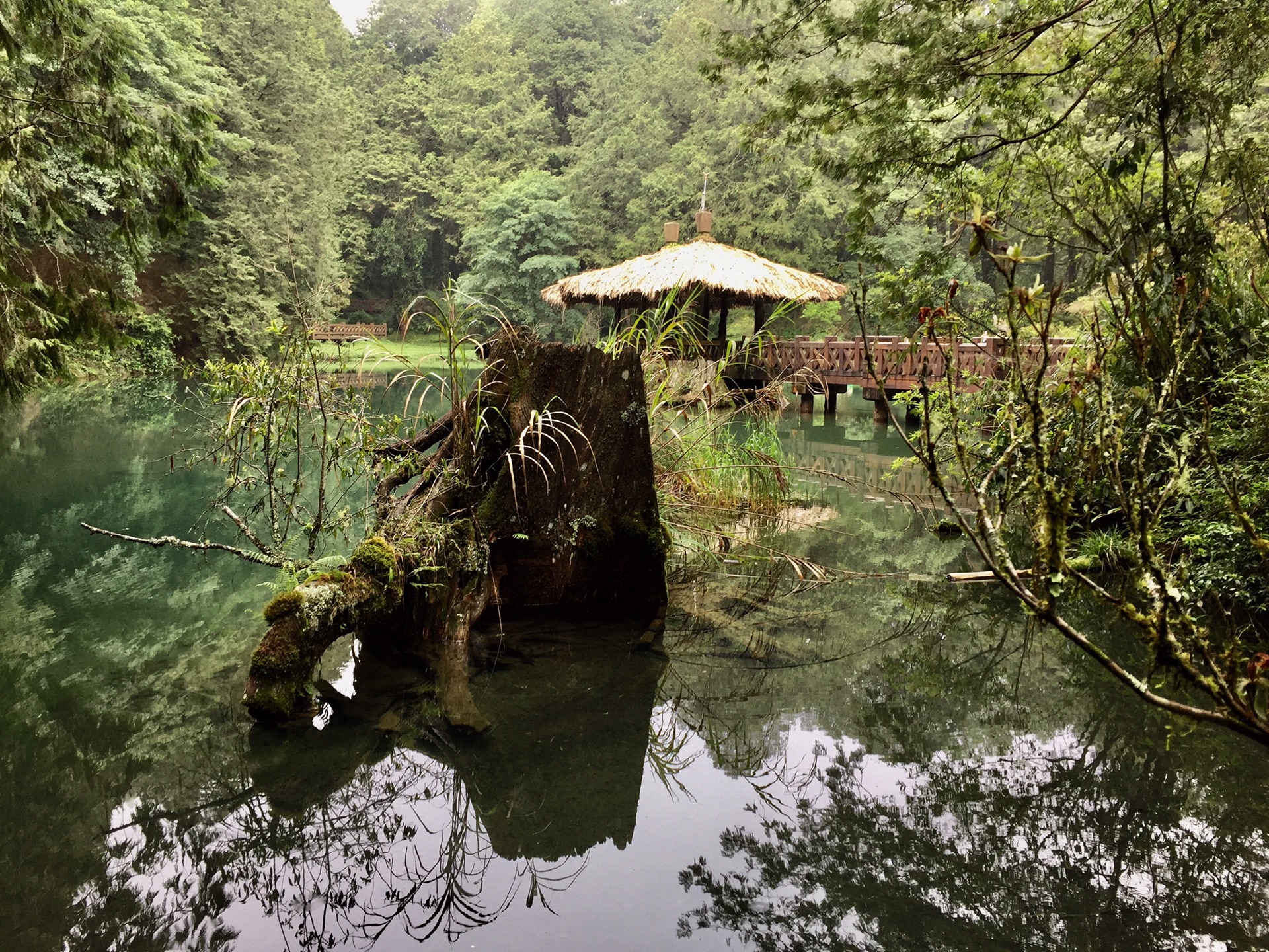 阿裡山自助遊攻略