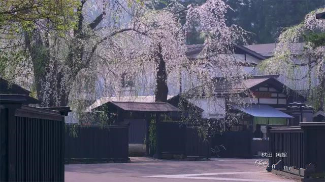 日本樱花季完结篇|东北及北海道花期预测&赏