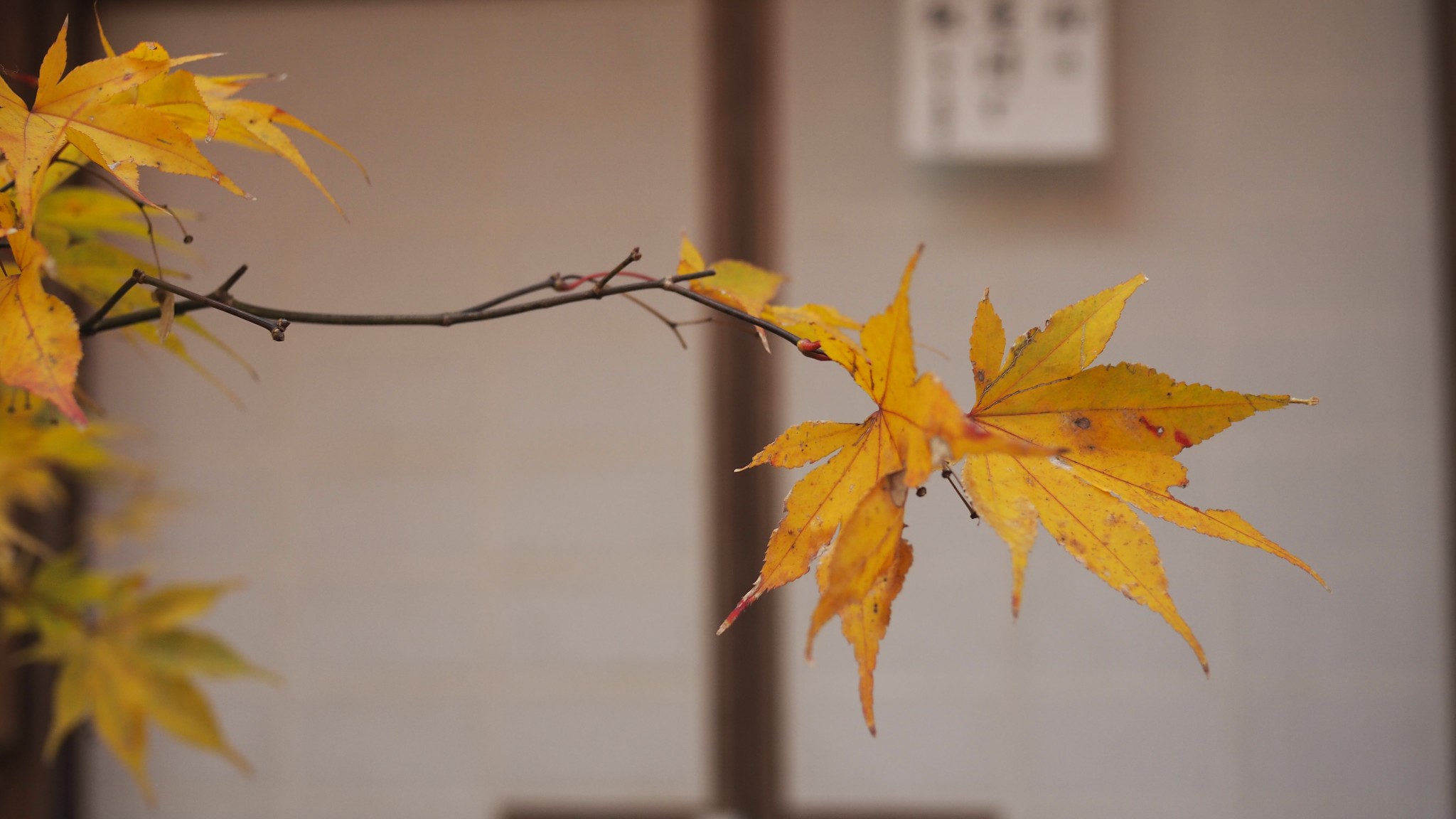 京都自助遊攻略