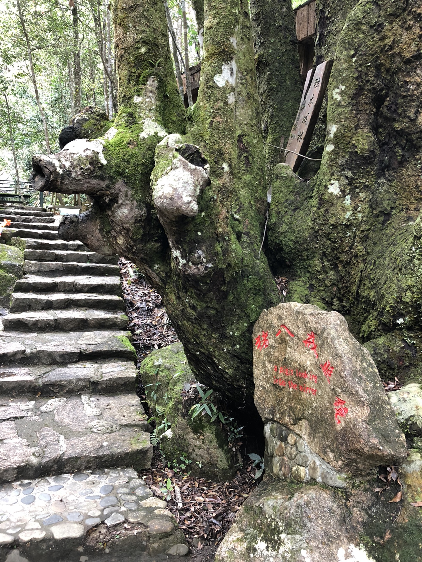 武夷山自助遊攻略