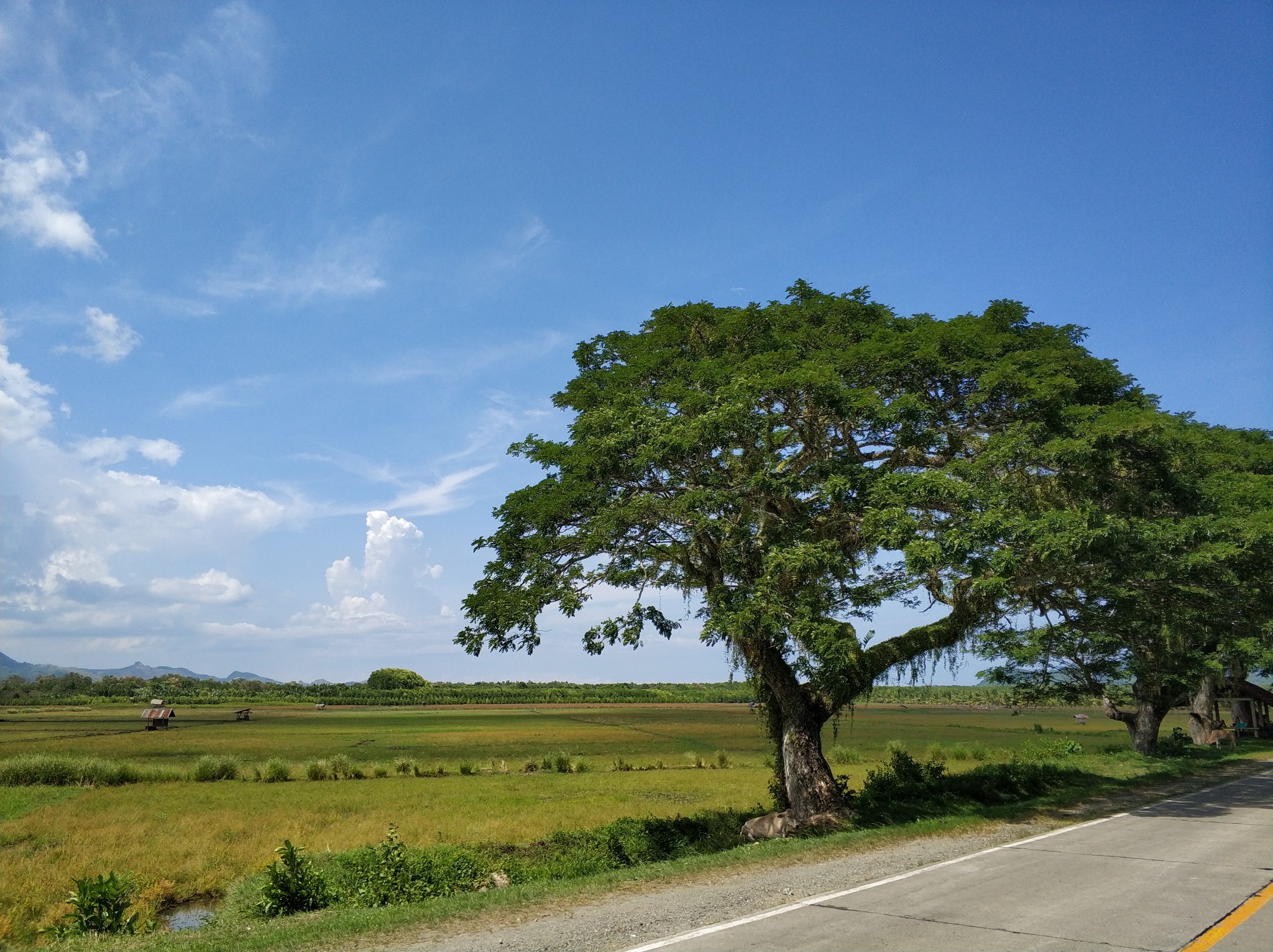 薄荷島自助遊攻略