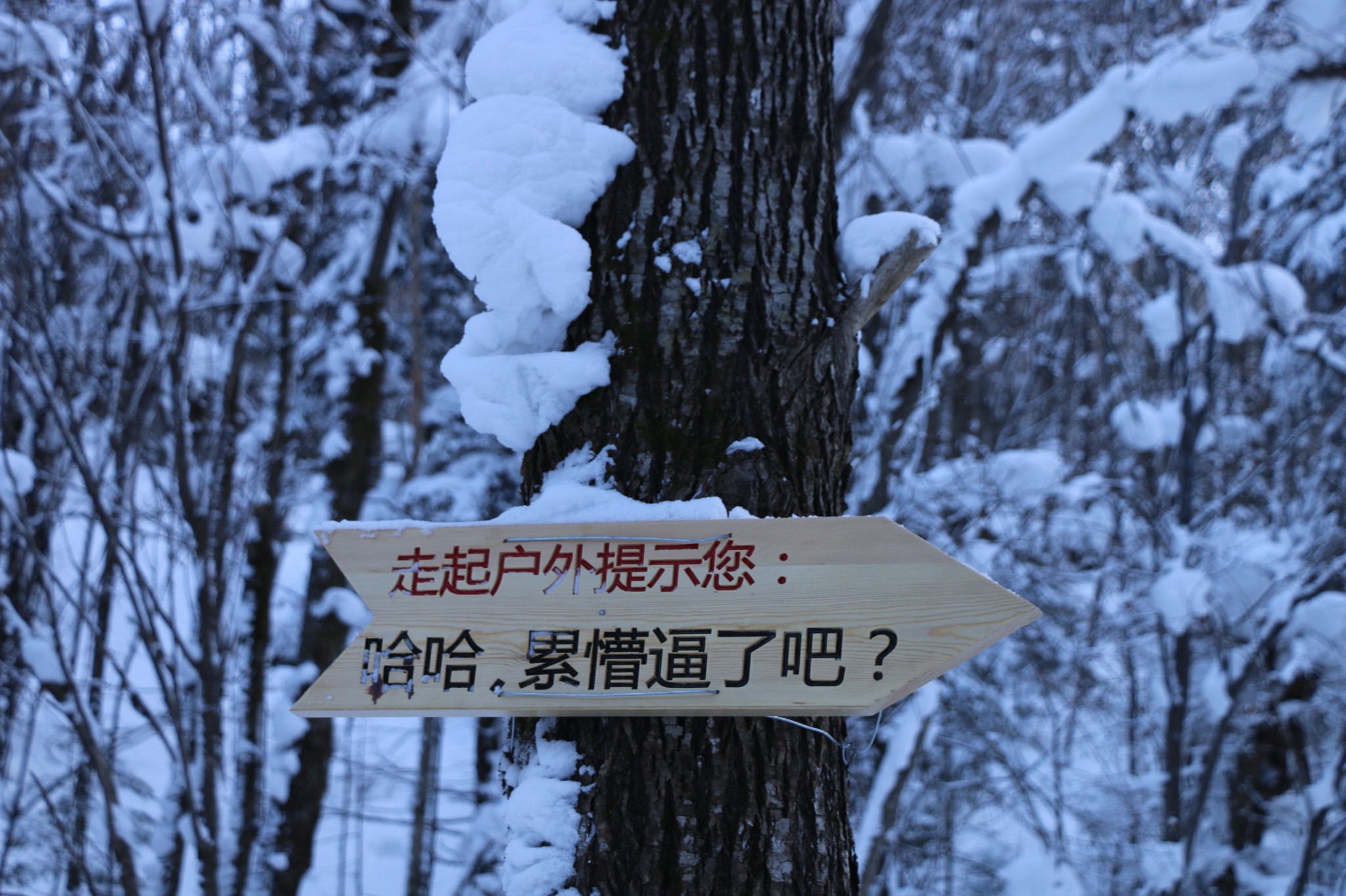 雪鄉自助遊攻略