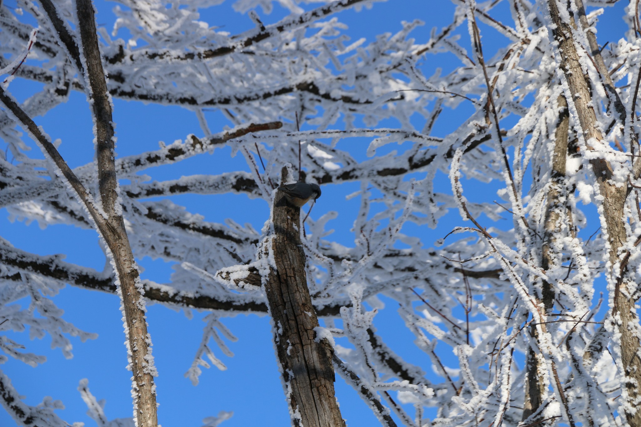 雪鄉自助遊攻略