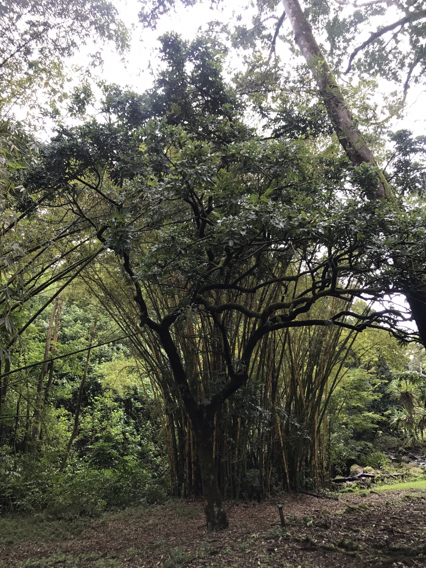 夏威夷自助遊攻略