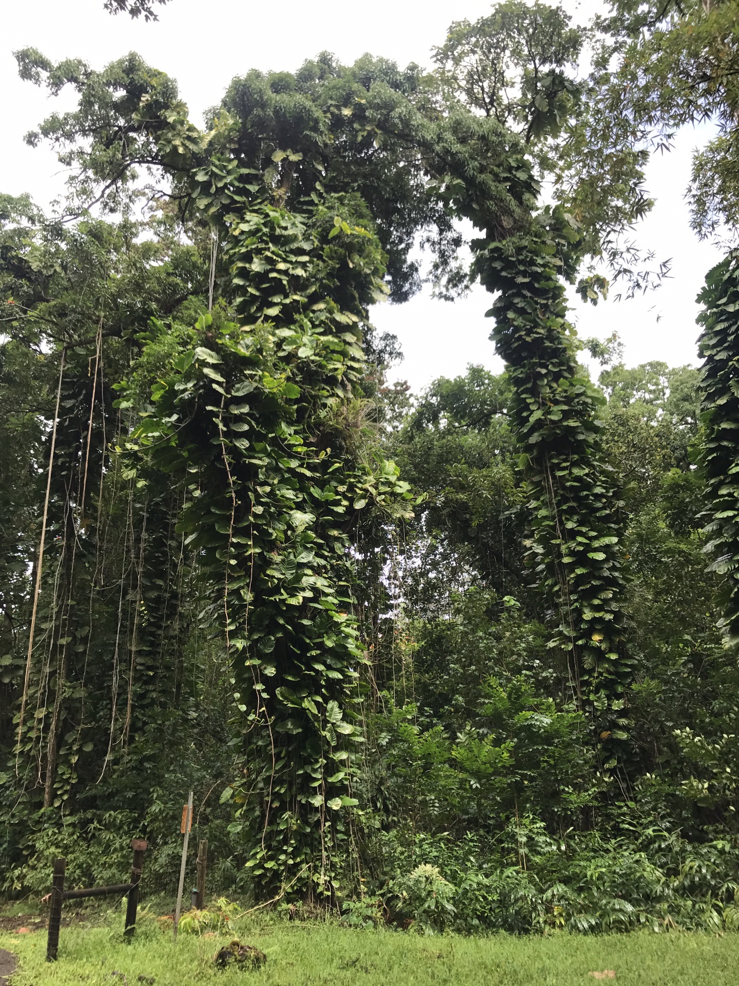 夏威夷自助遊攻略