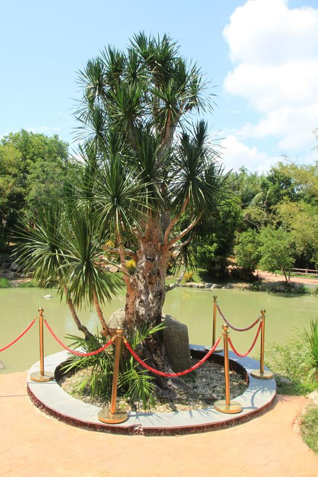 这就是寿比南山的不老松