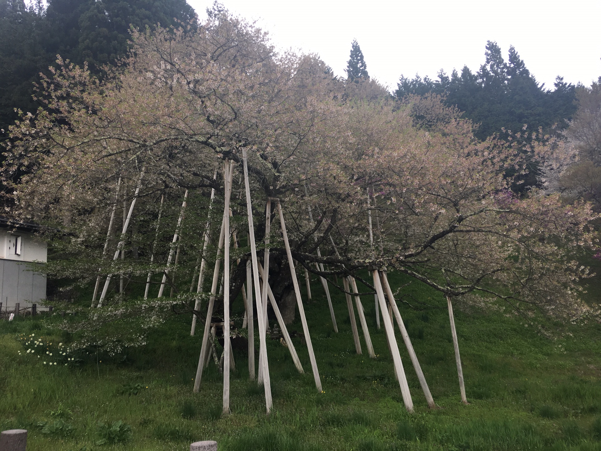 名古屋自助遊攻略