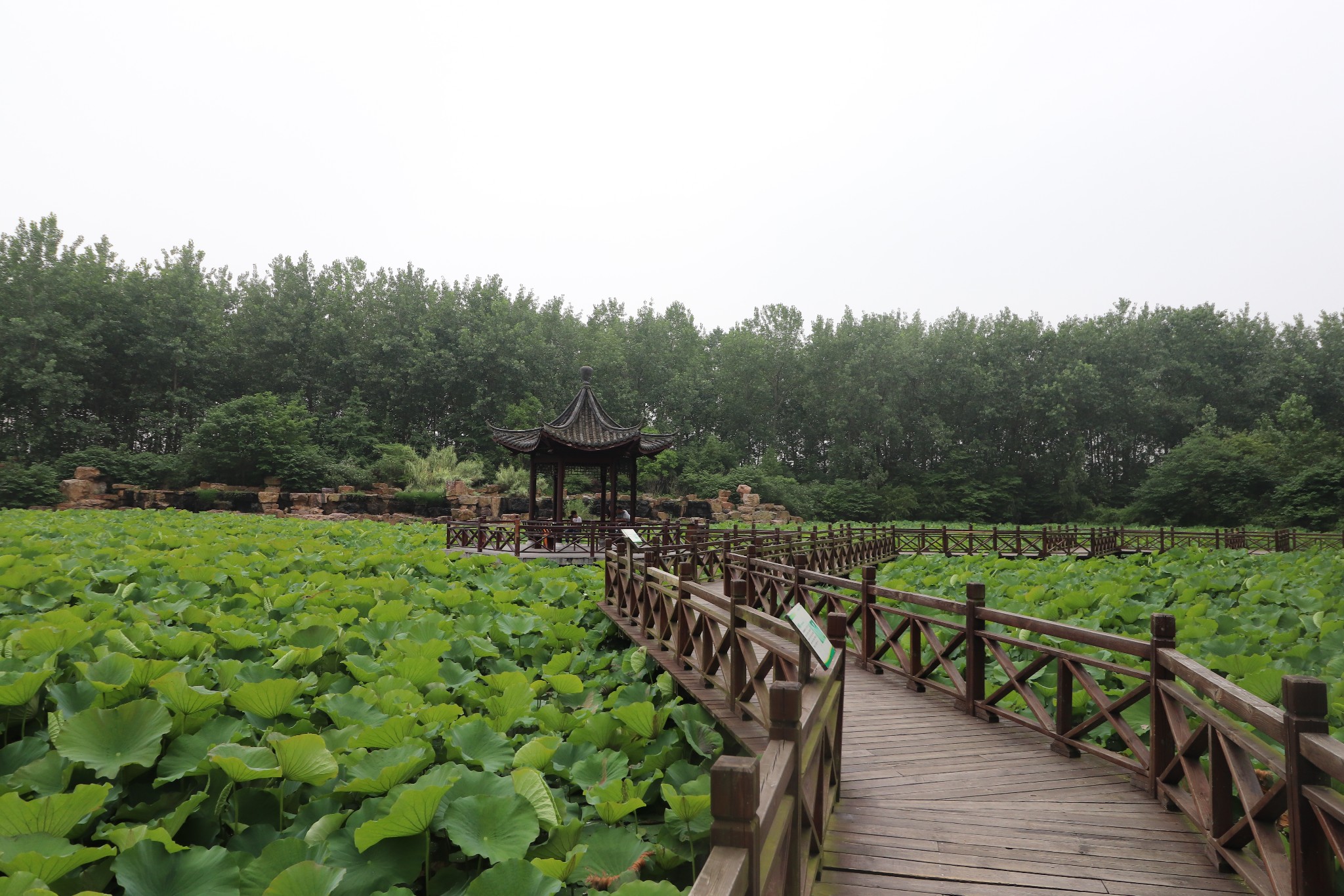 回覆遊記:夏遊合肥濱湖溼地森林公園