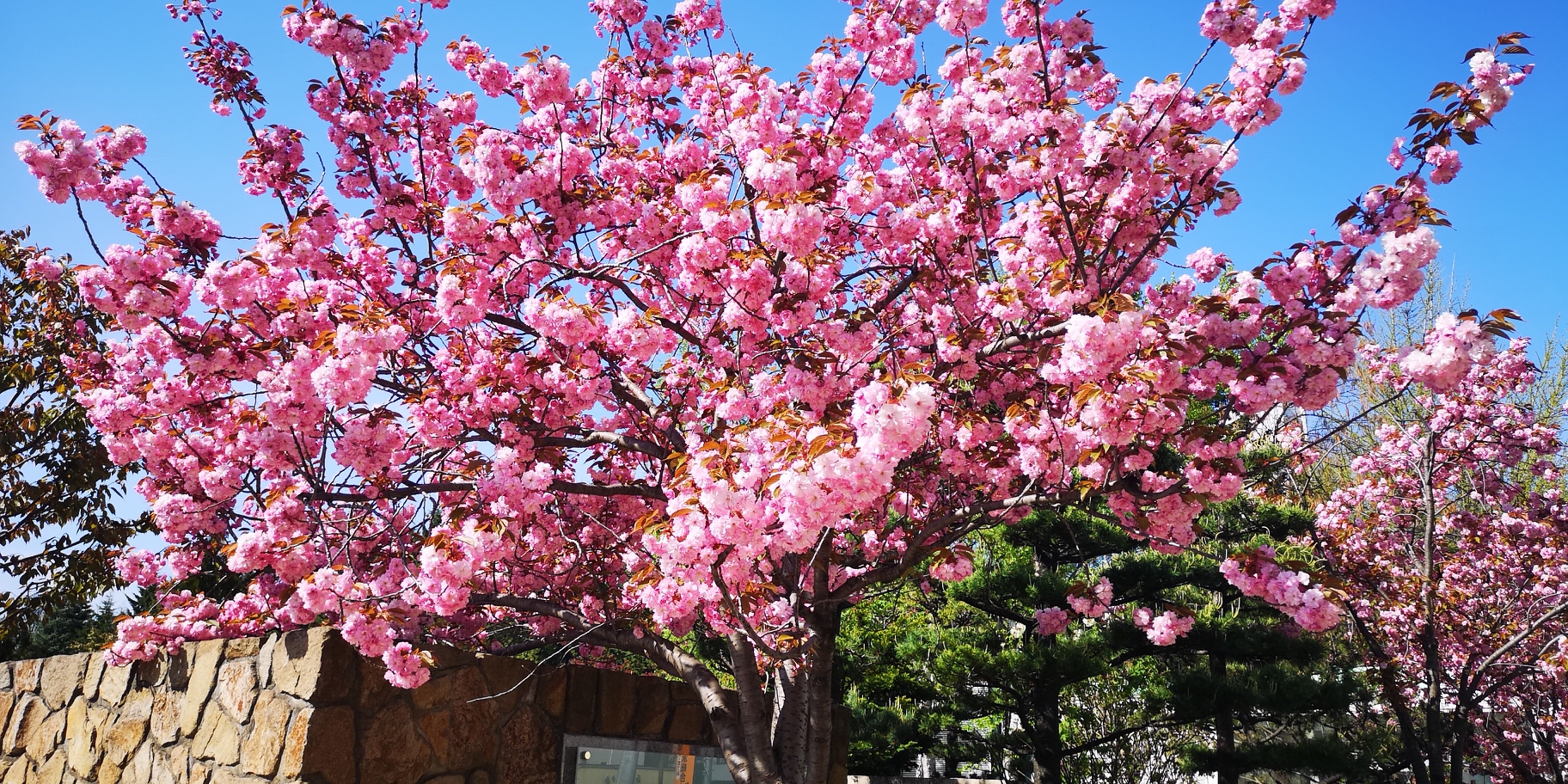 札幌自助遊攻略