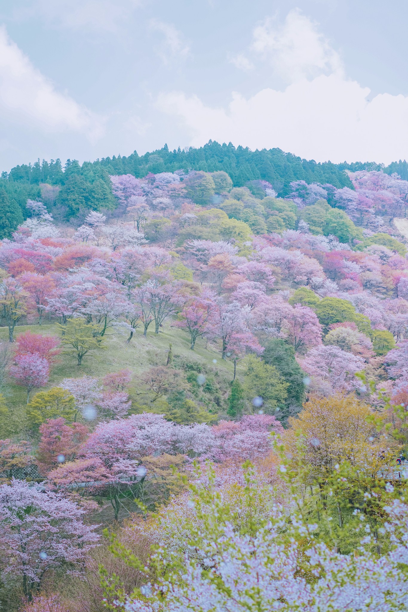 铁道樱花之旅:关西,以花为名的毕业季