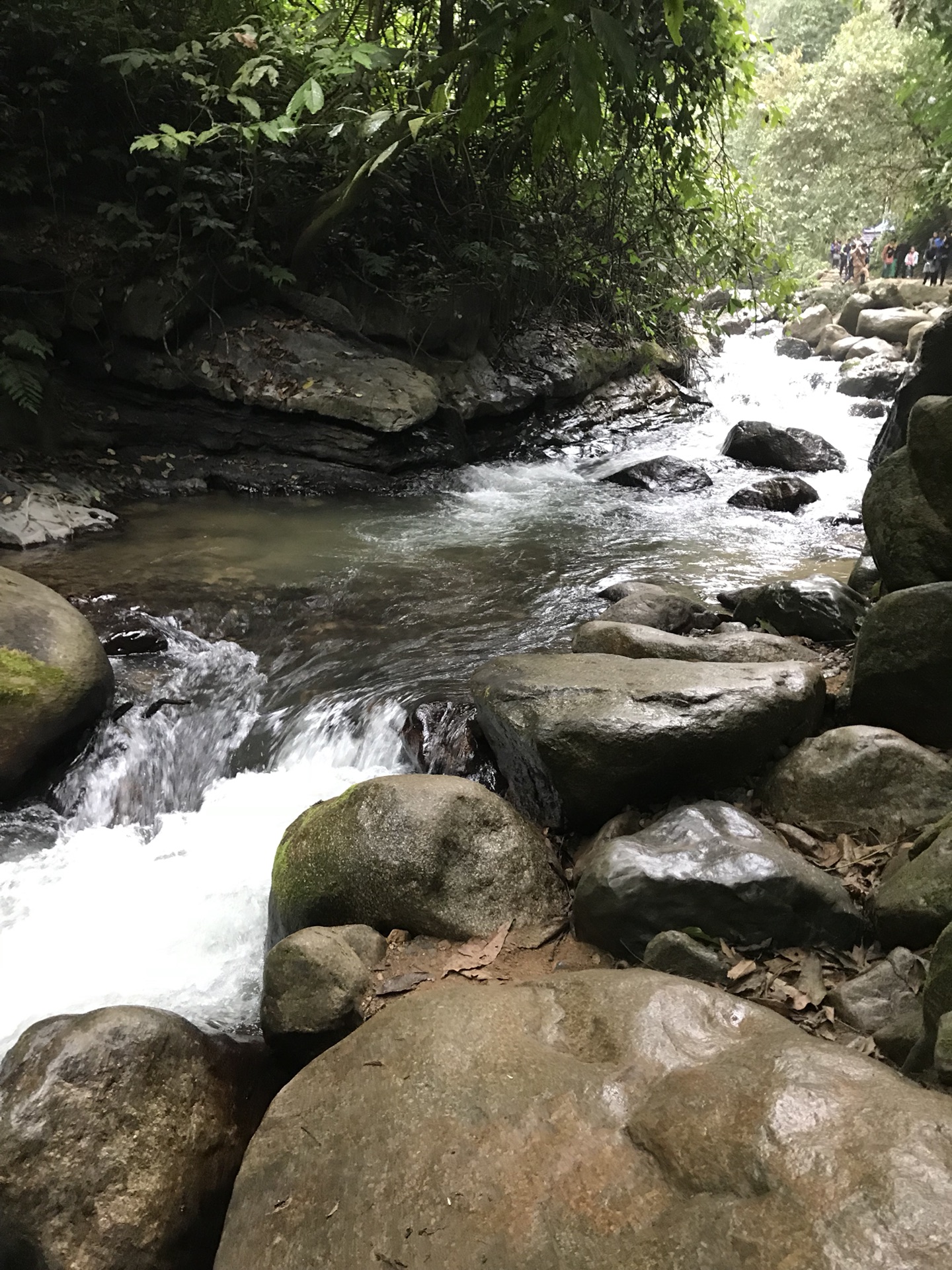 靖西县城东南部32公里的湖润镇新灵村,古龙山水源林自然保护区的南端