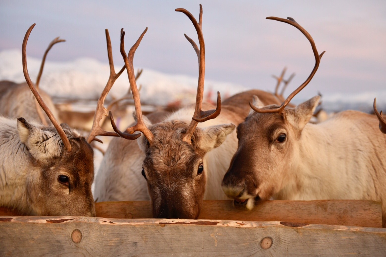 冬季挪威驯鹿 暗潮涌动 抢食之争!