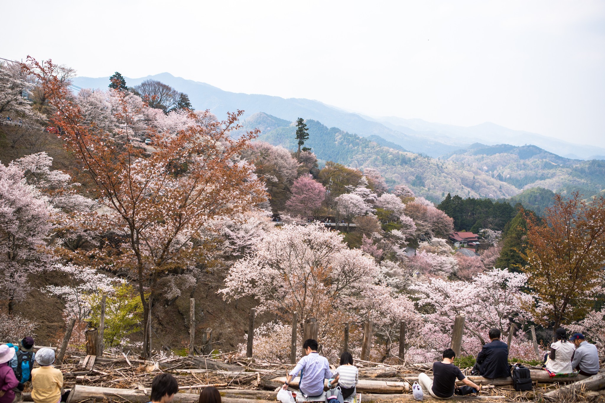 和歌山市自助遊攻略