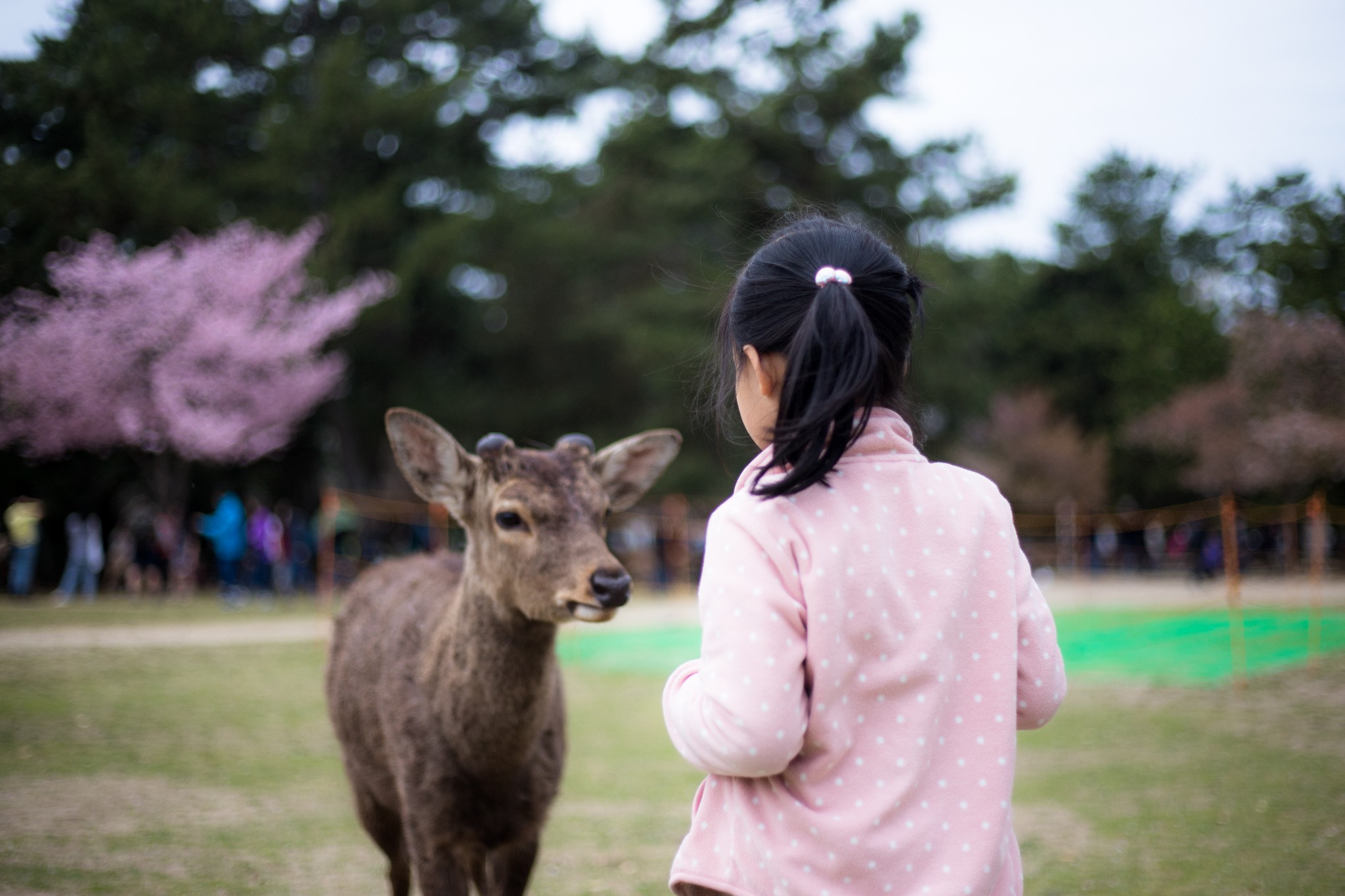 和歌山市自助遊攻略