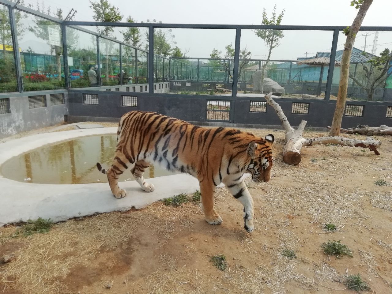 煙臺龍口動植物園門票(隨買隨用 出票快 保證入園) - 馬蜂窩