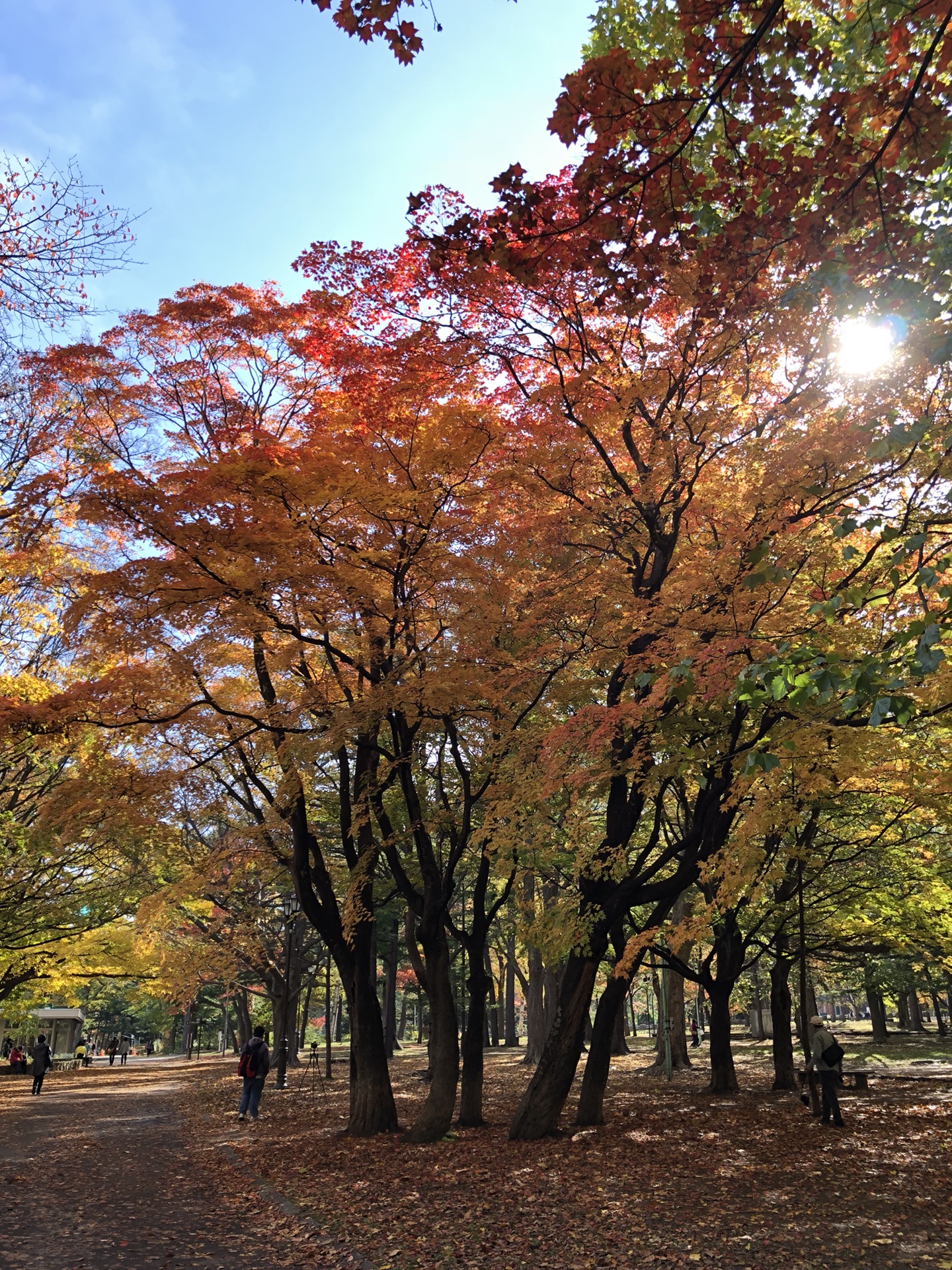 札幌自助遊攻略