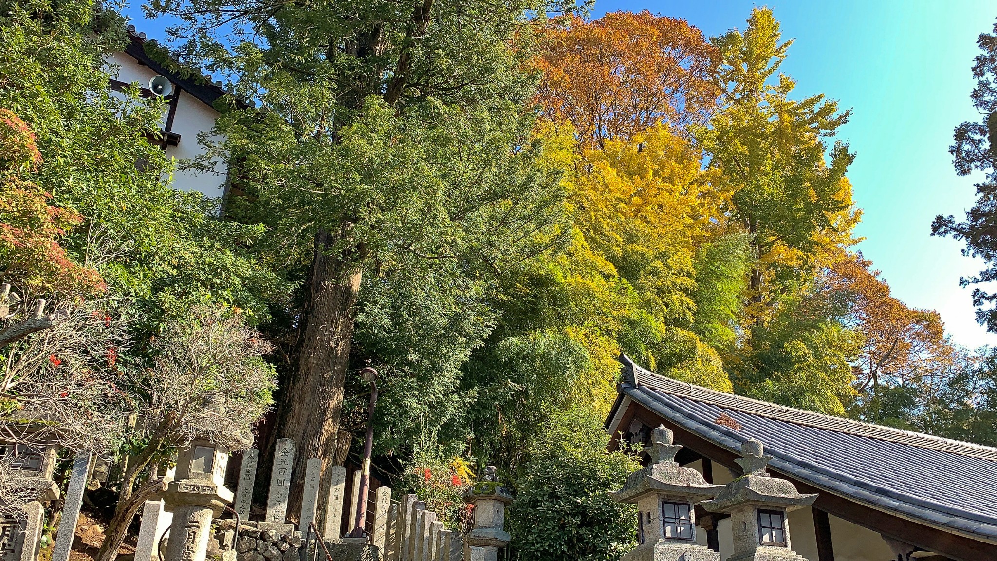 京都自助遊攻略