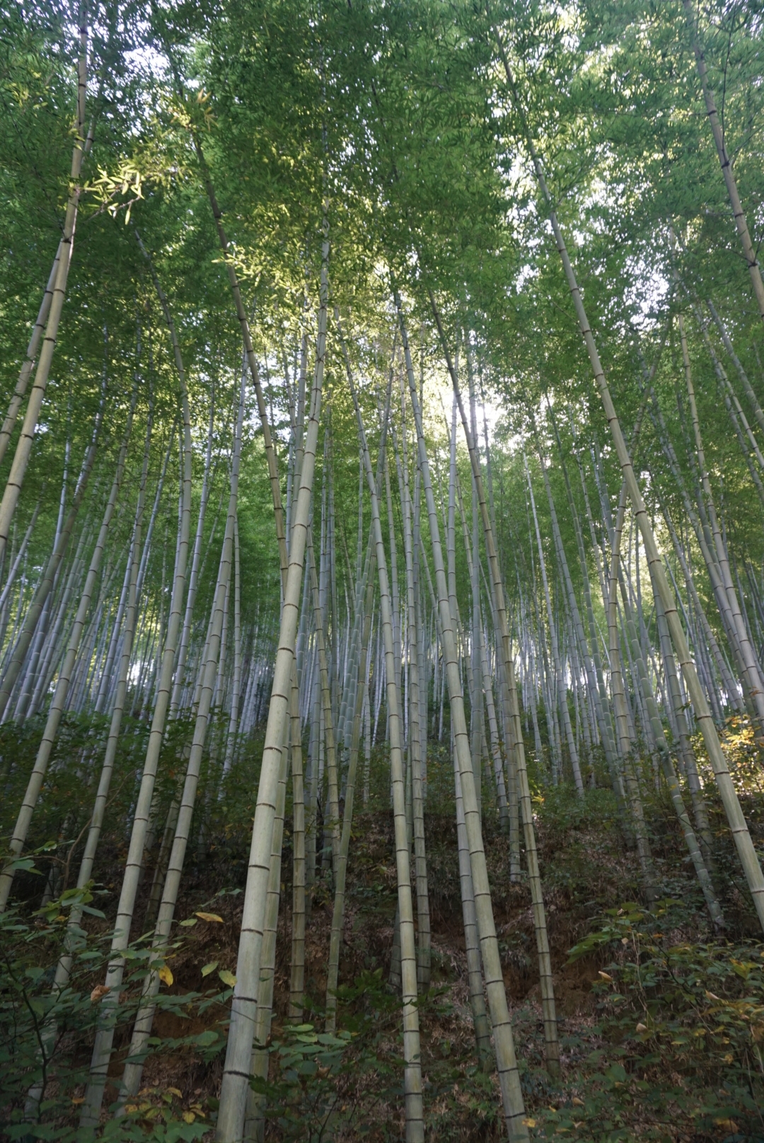 宏村自助遊攻略