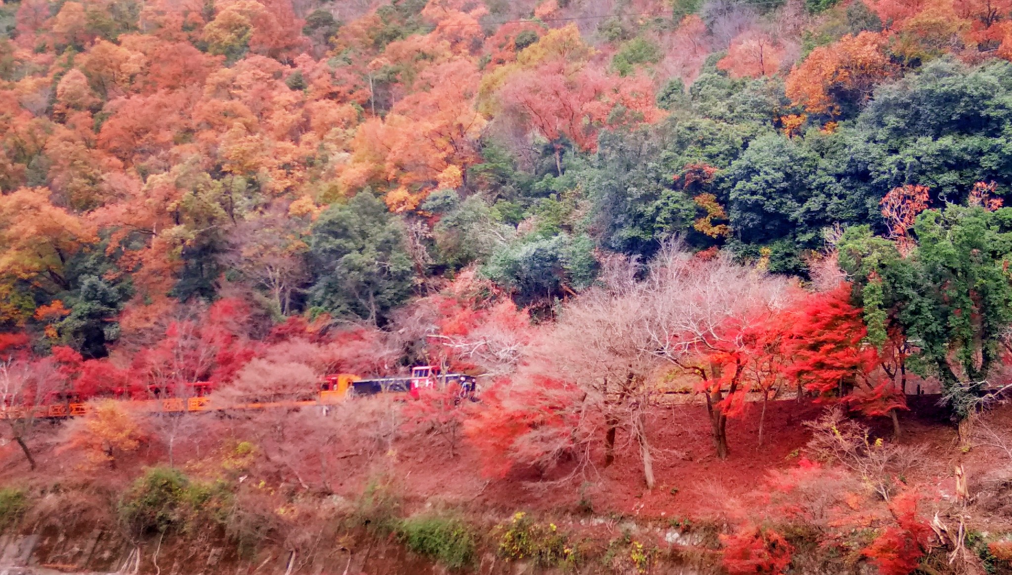 京都自助遊攻略