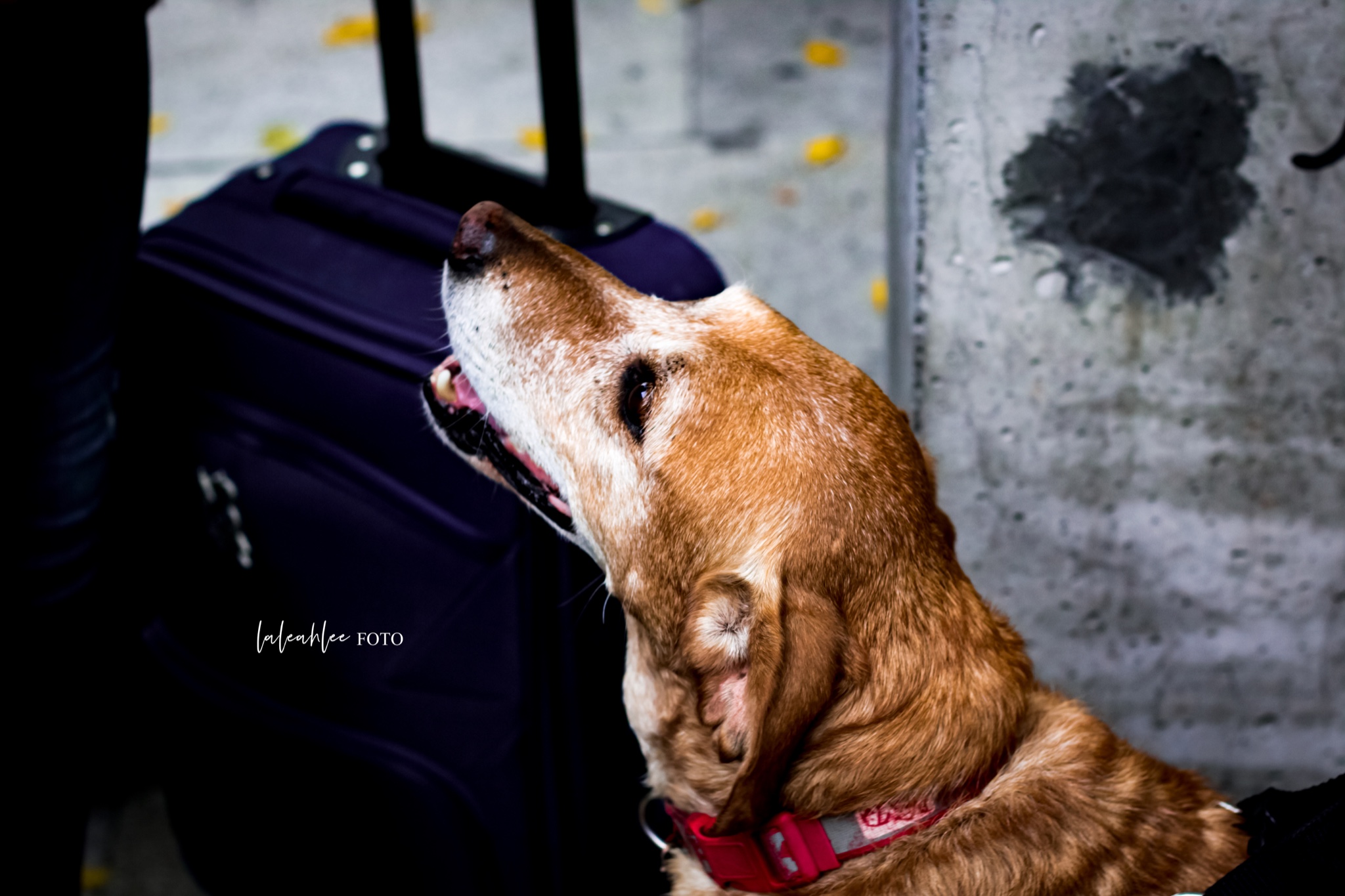 wKgED1wZBnGABv0QAAgv8PlI-DM83.jpeg?imageView2%2F2%2Fw%2F680%2Fq%2F90%7CimageMogr2%2Fstrip%2Fquality%2F90