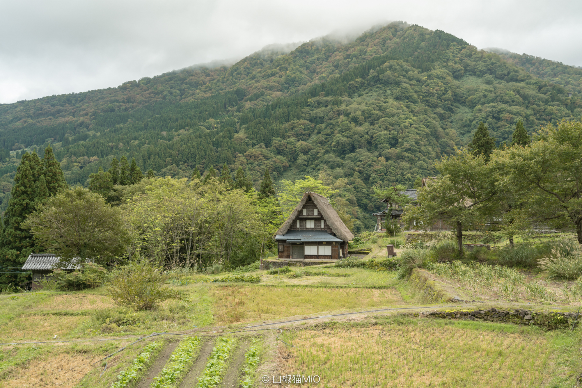 白川鄉自助遊攻略