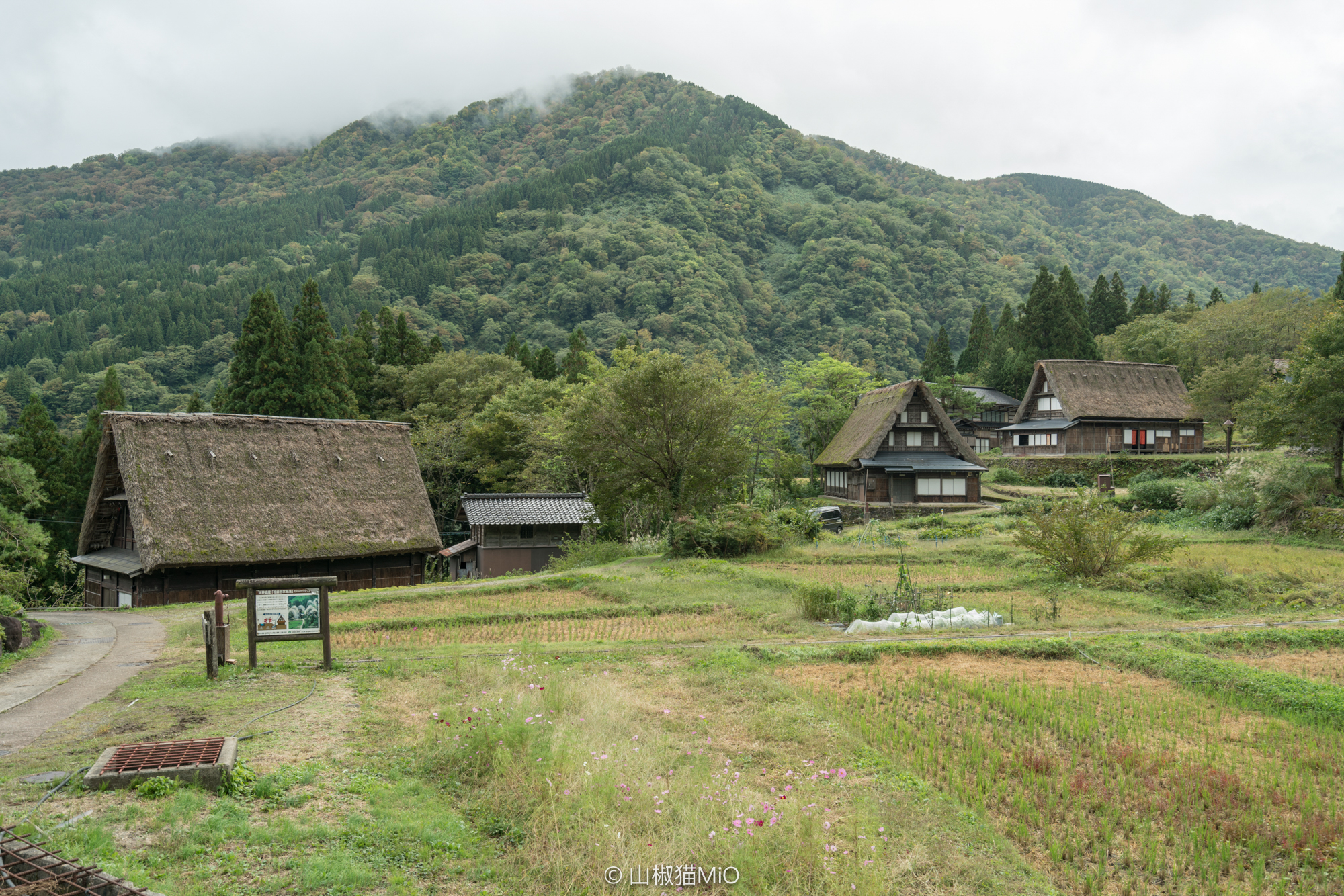 白川鄉自助遊攻略