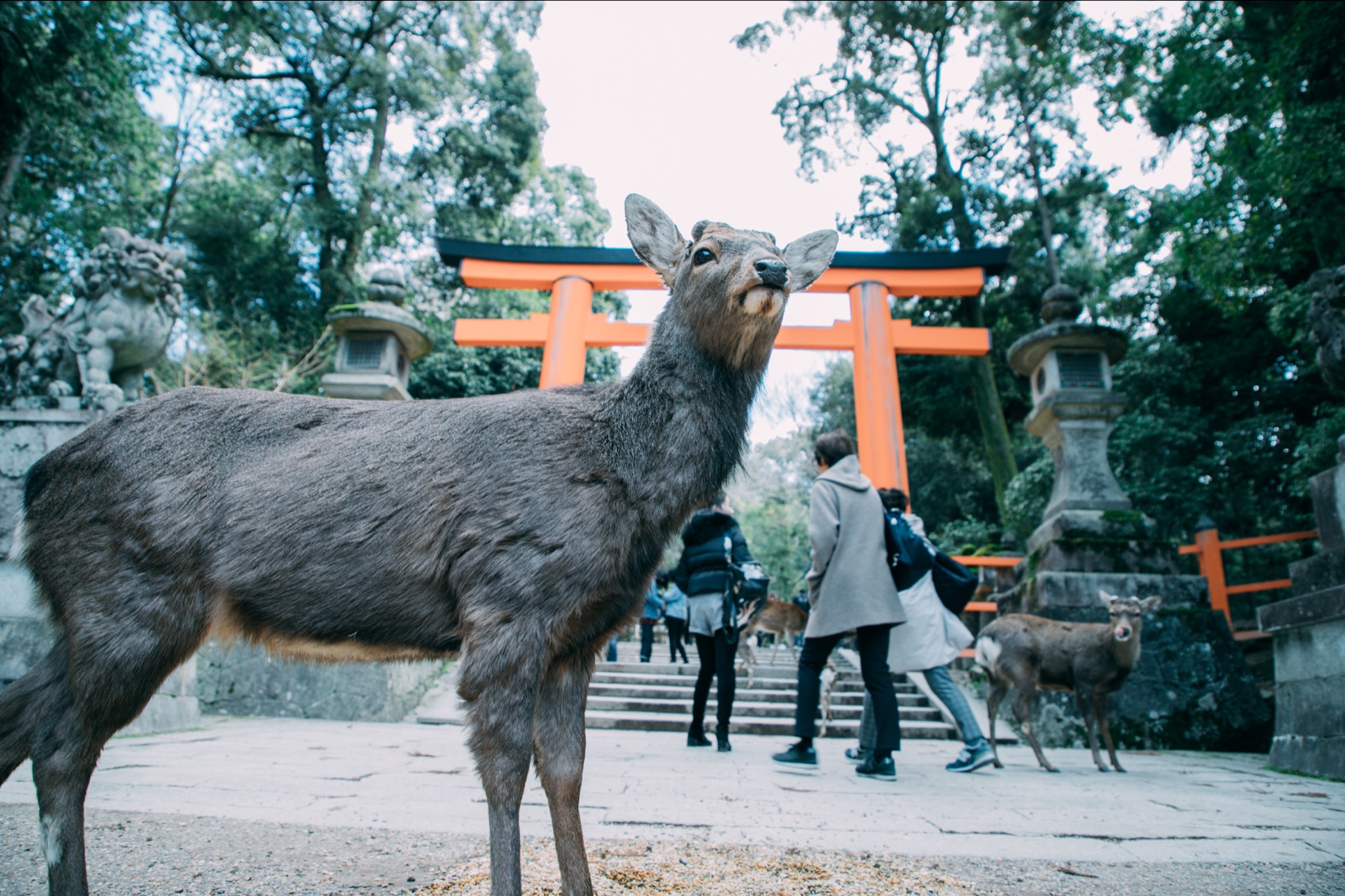 京都自助遊攻略