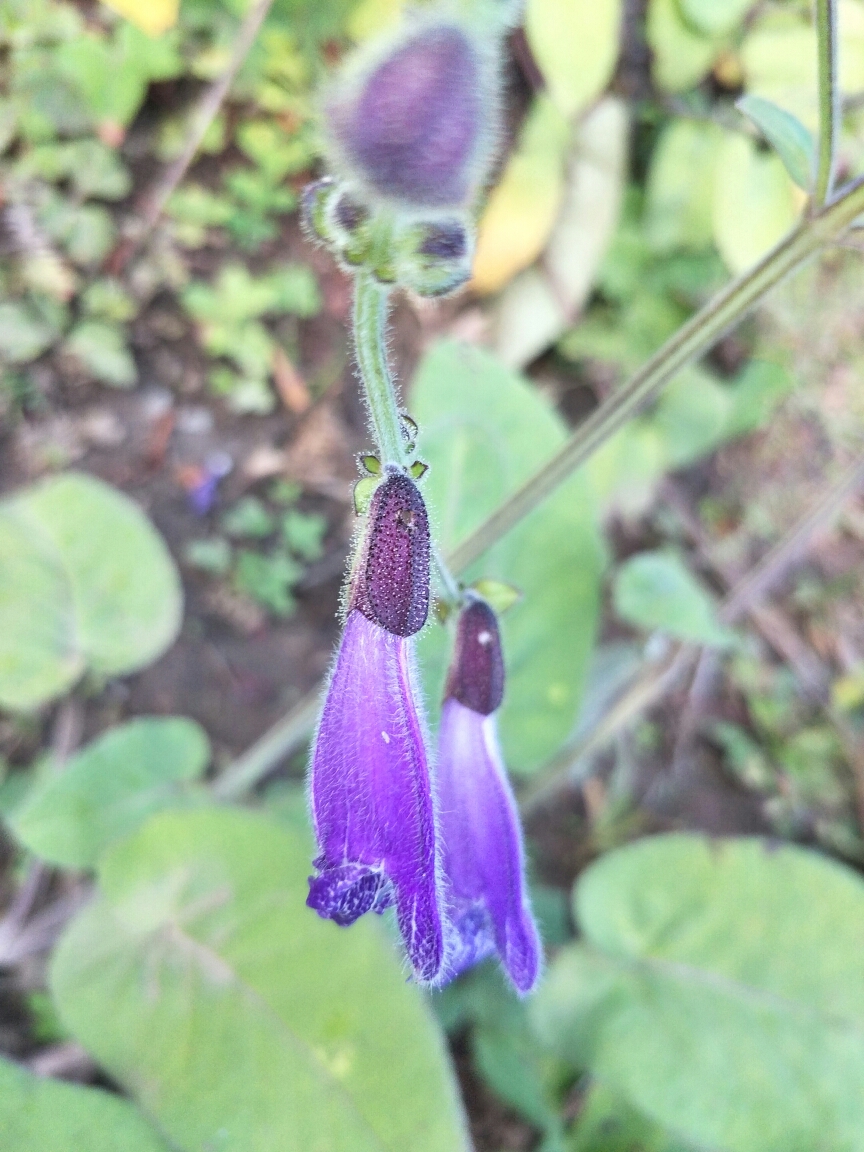 雨崩自助遊攻略