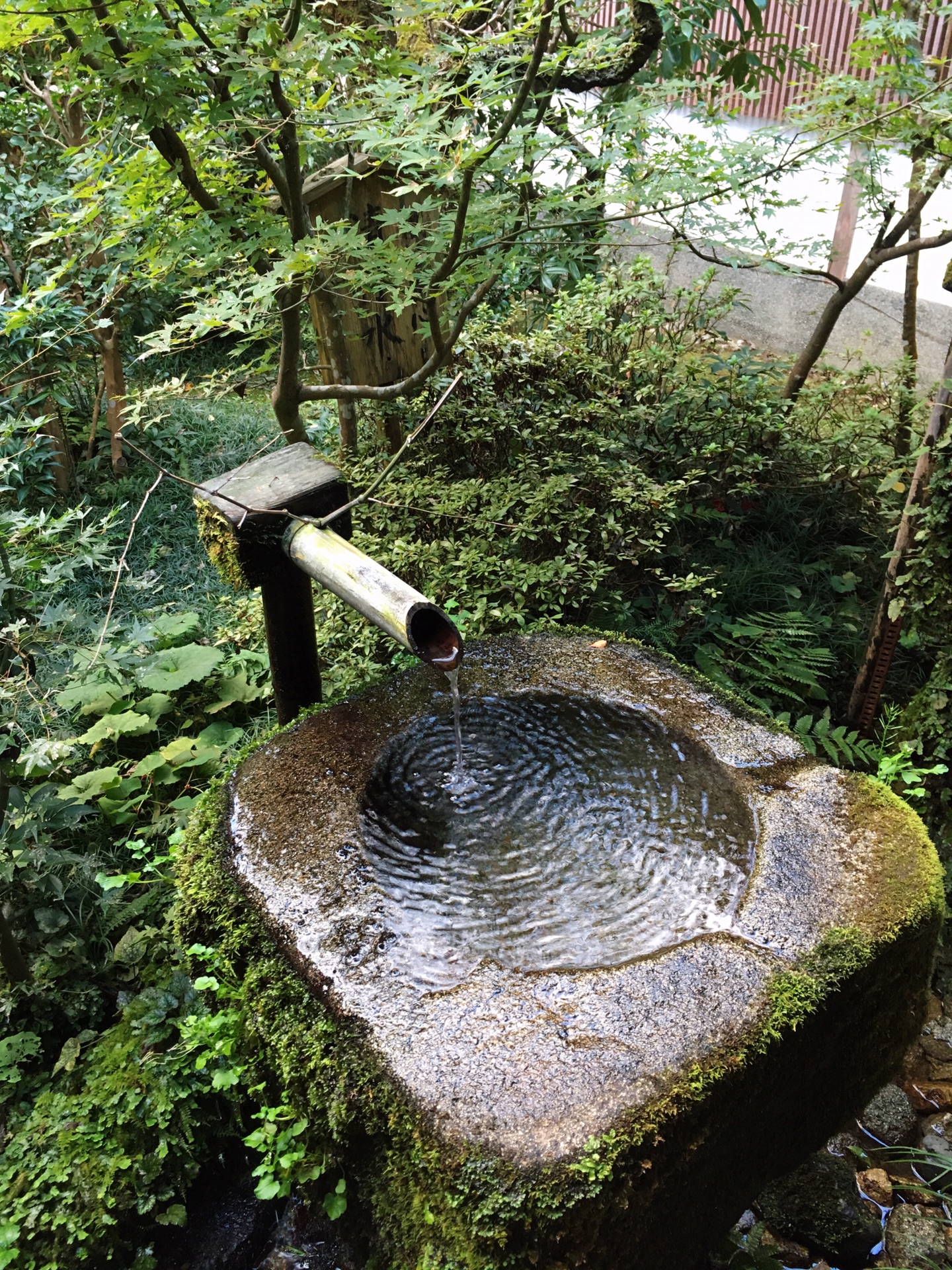 京都自助遊攻略