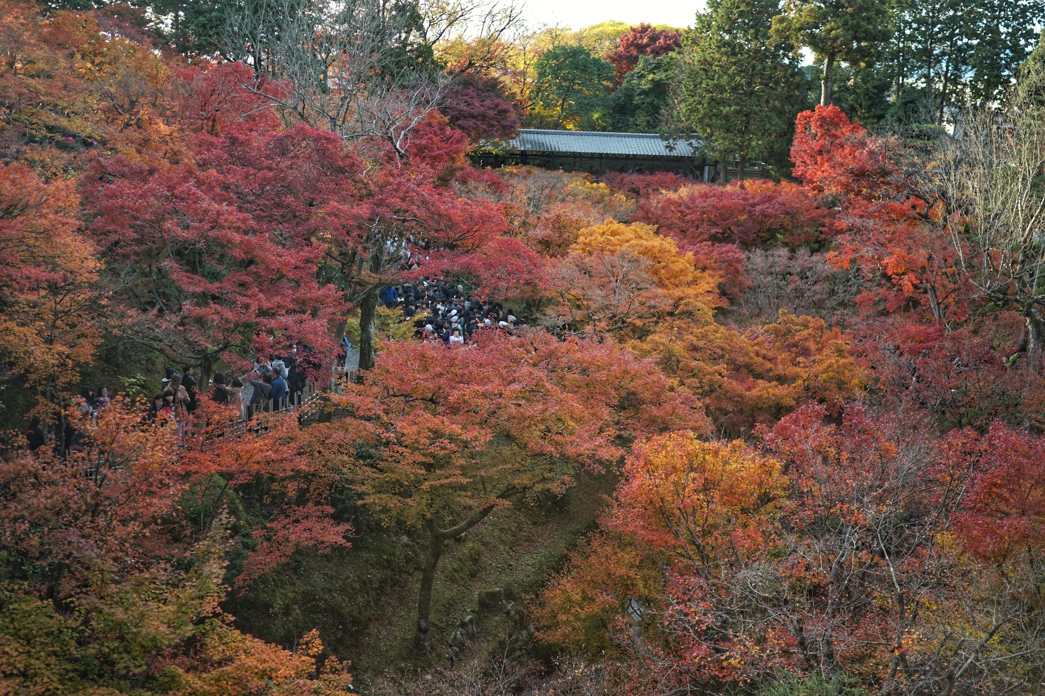 京都自助遊攻略