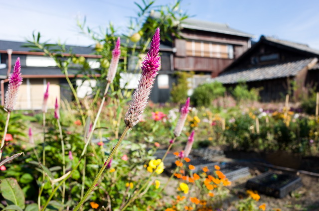 爱知县佐久岛——一场灵魂的净化之旅