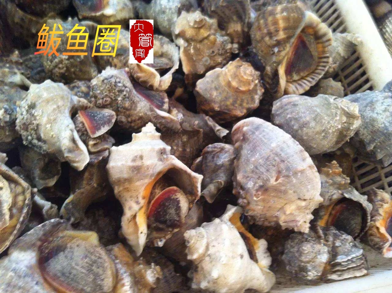 wKgED1ubPhWAduk3AAgyPlNtWlI56.jpeg?imageView2%2F2%2Fw%2F680%2Fq%2F90%7CimageMogr2%2Fstrip%2Fquality%2F90