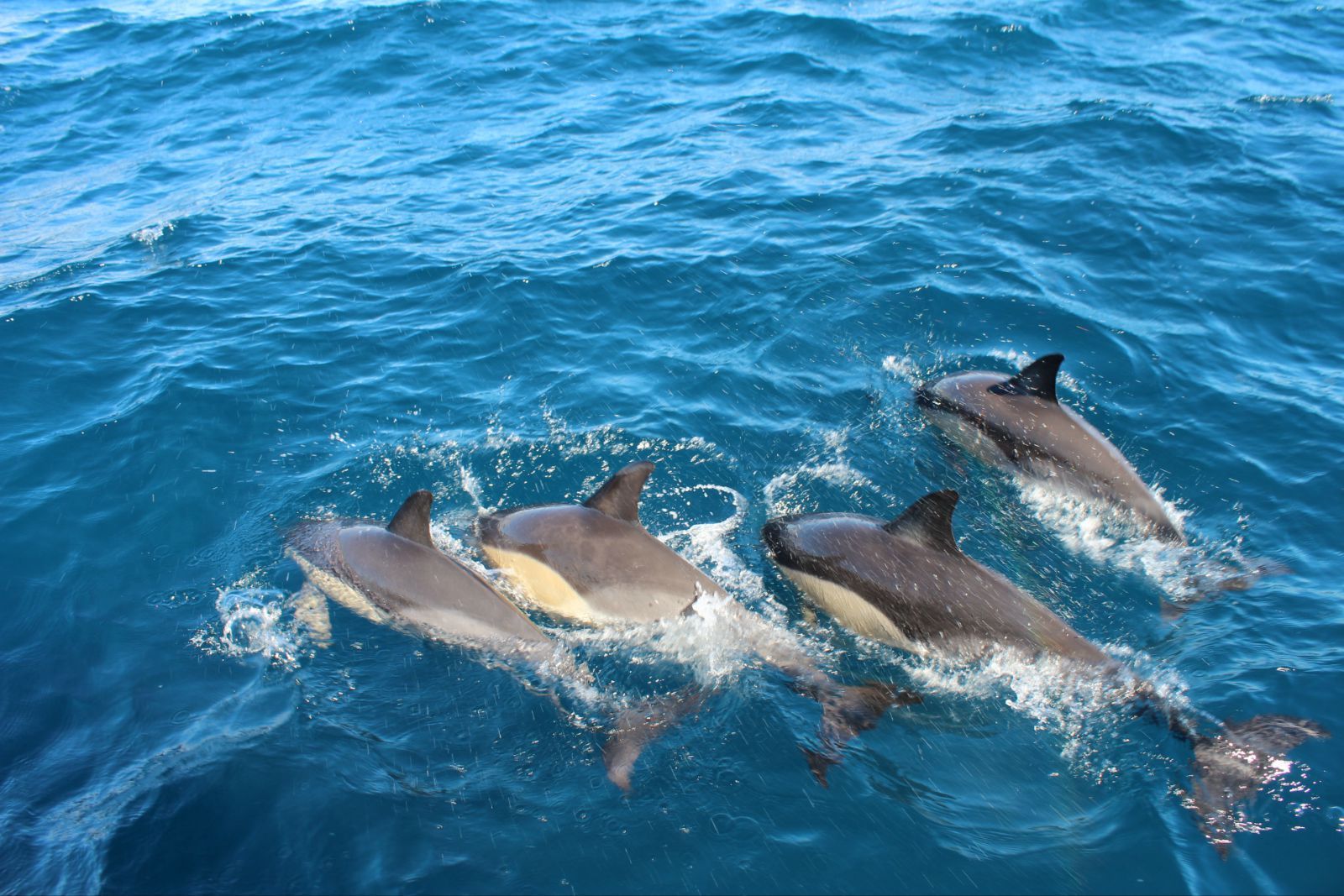 新西兰斯图尔特岛外岛半日游帕特森湾巡游导游石莼岛体验