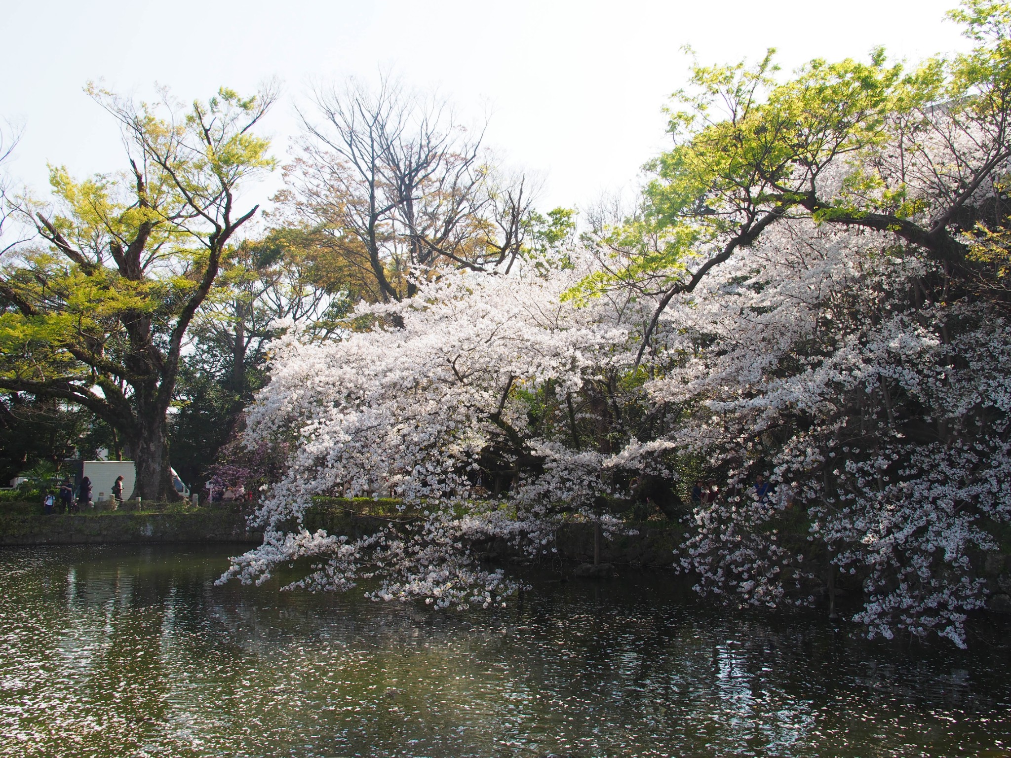 京都自助遊攻略